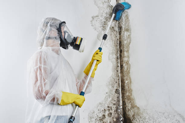 Best Post-Flood Mold Remediation in Plainville, KS