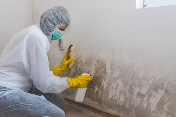 Trusted Plainville, KS Mold Remediation Experts