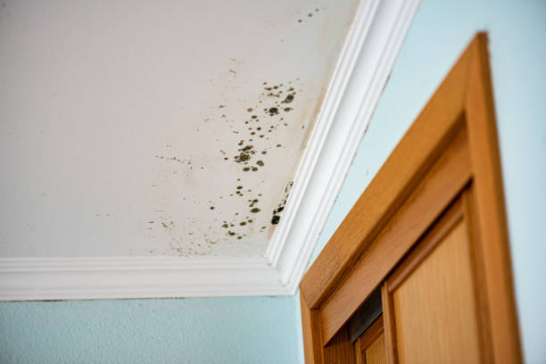 Best Mold Testing and Inspection Services in Plainville, KS